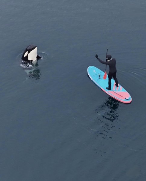 Orca_Orcinus